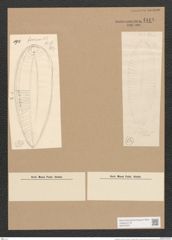Surirella sp. (de-Toni-Nr.: Genus 53, Species 2236 ?) Zeichnungen Sammlung Grunow Nr. 4818 (NHMW-BOT-W0372974)